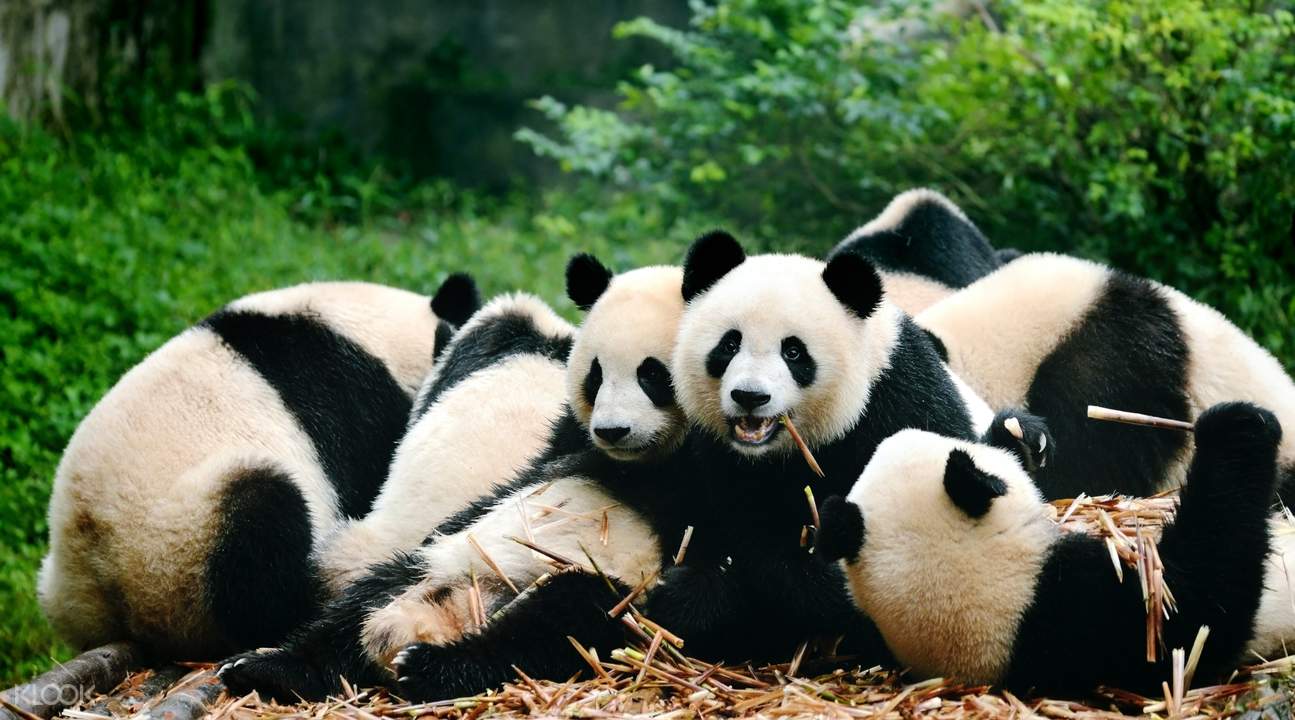 Panda 